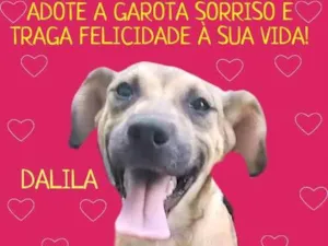 Cachorro raça SRD-ViraLata idade 2 a 6 meses nome Dalila