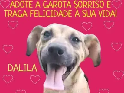 Cachorro raça SRD-ViraLata idade 2 a 6 meses nome Dalila