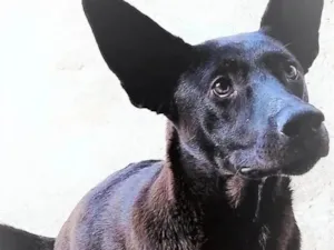 Cachorro raça SRD-ViraLata idade 7 a 11 meses nome Muleke