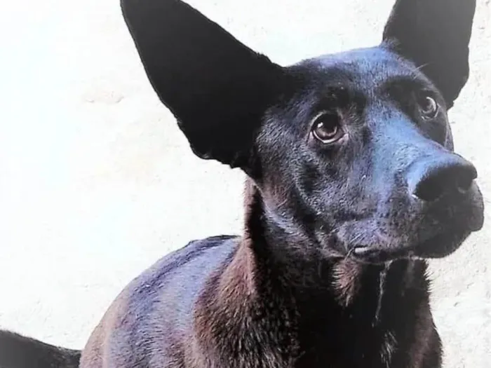 Cachorro ra a SRD-ViraLata idade 7 a 11 meses nome Muleke