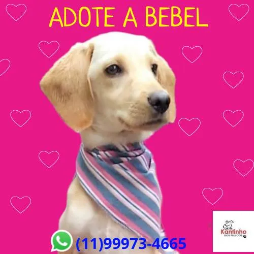 Cachorro ra a SRD-ViraLata idade 2 a 6 meses nome Bebel