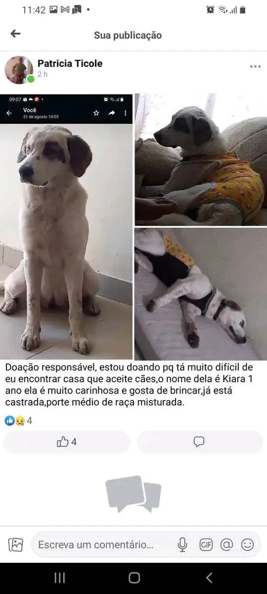 Cachorro ra a SRD-ViraLata idade 2 a 6 meses nome Kiara