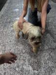 Cachorro resgatado 