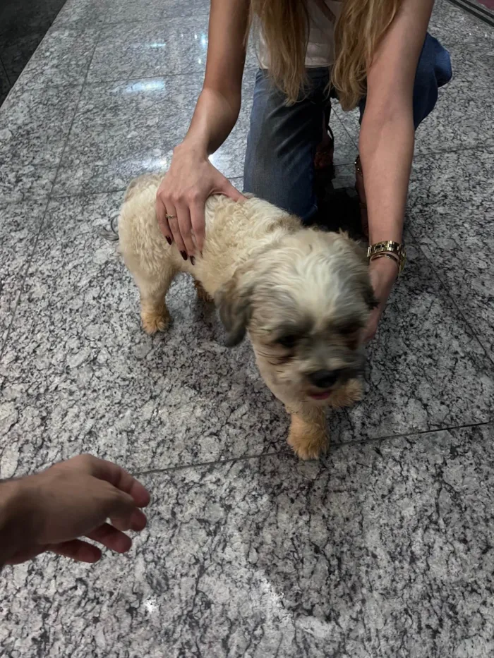 Cachorro ra a Lhasa Apso idade 1 ano nome Cachorro resgatado 