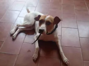 Cachorro raça SRD-ViraLata idade 5 anos nome Dalmata