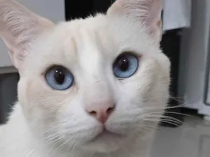 Gato raça SRD-ViraLata idade 3 anos nome Floquinho