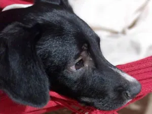 Cachorro raça SRD-ViraLata idade 2 anos nome Gerald 