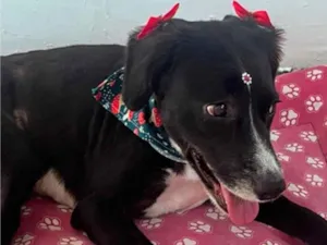 Cachorro raça SRD-ViraLata idade 3 anos nome Pretinha 