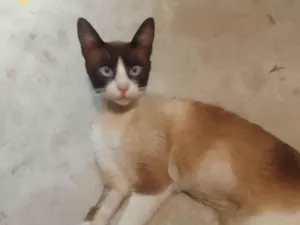 Gato raça Siamês idade 1 ano nome Pingo 