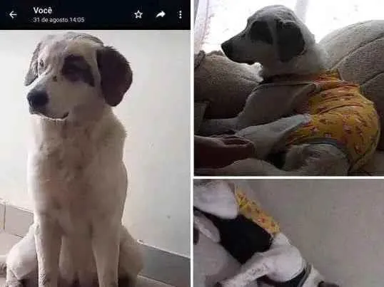 Cachorro ra a SRD-ViraLata idade 2 a 6 meses nome Kiara