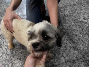 Cachorro raça Lhasa Apso idade 1 ano nome Cachorro resgatado 