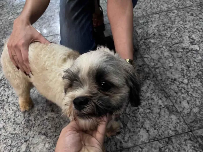 Cachorro ra a Lhasa Apso idade 1 ano nome Cachorro resgatado 