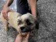 Cachorro resgatado