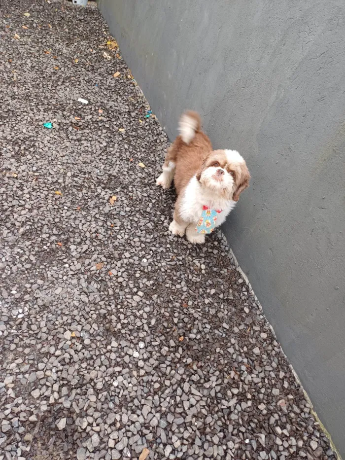 Cachorro ra a Shitzu idade 2 anos nome Pantufa