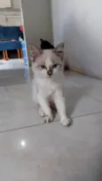 Fofinhaa