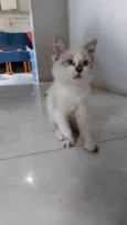 Fofinhaa