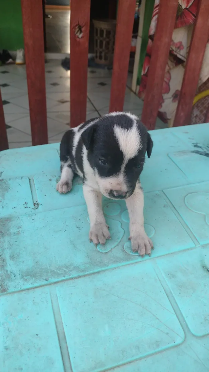 Cachorro ra a Labrador idade Abaixo de 2 meses nome Filhotes 