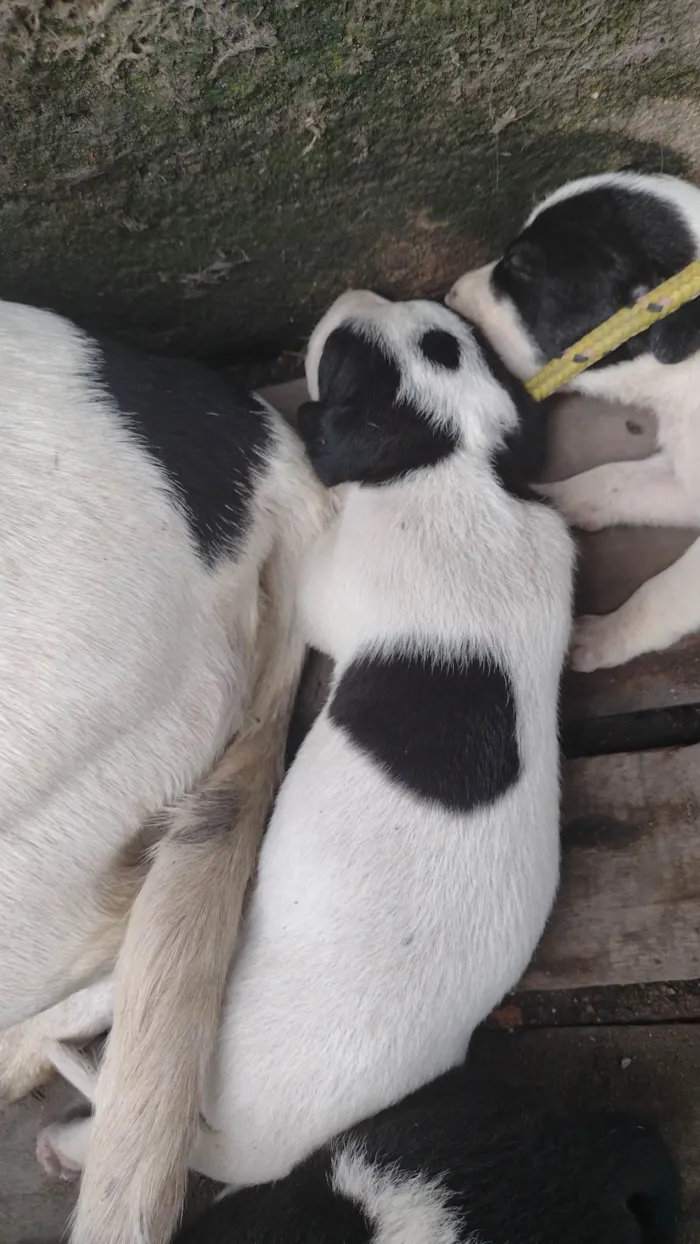 Cachorro ra a Labrador idade Abaixo de 2 meses nome Filhotes 