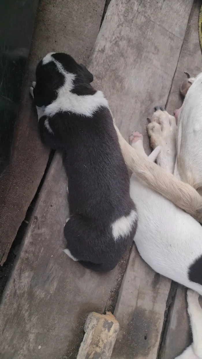 Cachorro ra a Labrador idade Abaixo de 2 meses nome Filhotes 