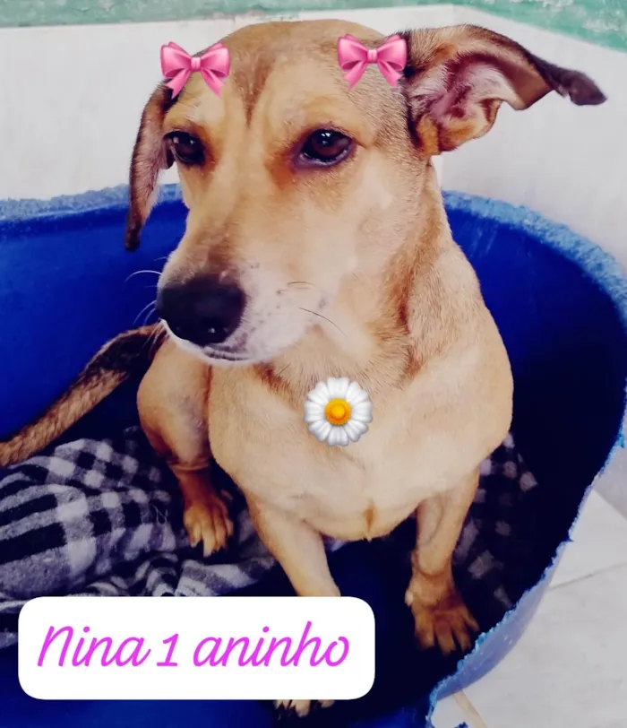 Cachorro ra a SRD-ViraLata idade 2 anos nome Nina 