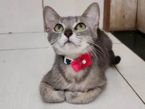 Gato raça SRD-ViraLata idade 7 a 11 meses nome Sandy