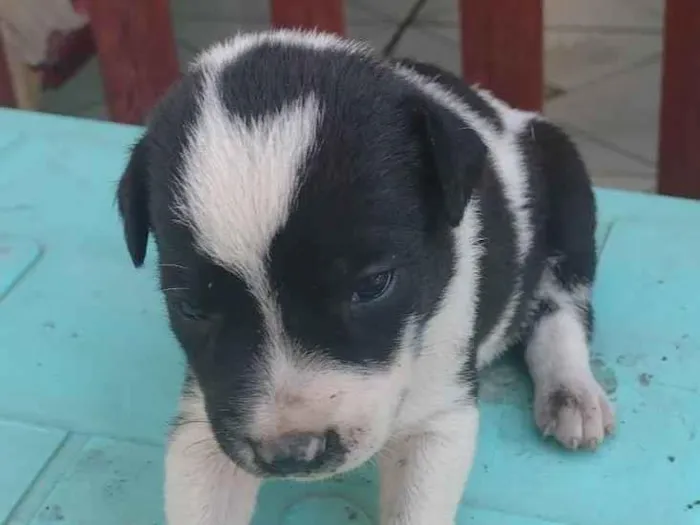 Cachorro ra a Labrador idade Abaixo de 2 meses nome Filhotes 