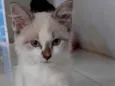 Fofinhaa