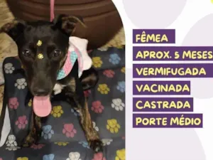 Cachorro raça SRD-ViraLata idade 2 a 6 meses nome Suzi