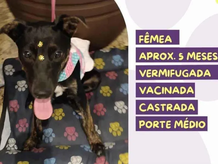 Cachorro ra a SRD-ViraLata idade 2 a 6 meses nome Suzi