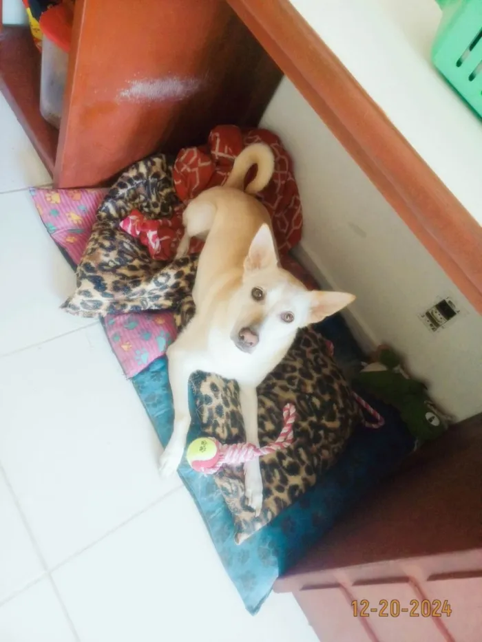 Cachorro ra a SRD-ViraLata idade 7 a 11 meses nome Pérola 