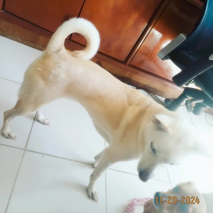 Cachorro ra a SRD-ViraLata idade 7 a 11 meses nome Pérola 