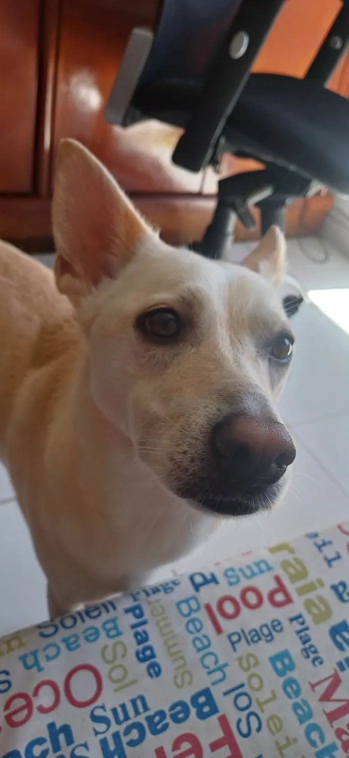 Cachorro ra a SRD-ViraLata idade 7 a 11 meses nome Pérola 