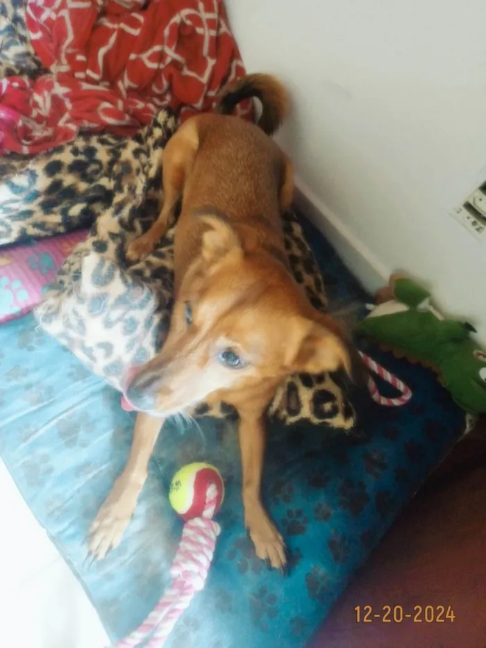 Cachorro ra a SRD-ViraLata idade 7 a 11 meses nome Brunna Corrêa Reis