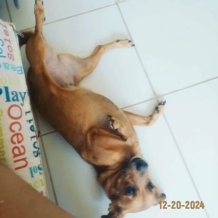 Cachorro ra a SRD-ViraLata idade 7 a 11 meses nome Brunna Corrêa Reis