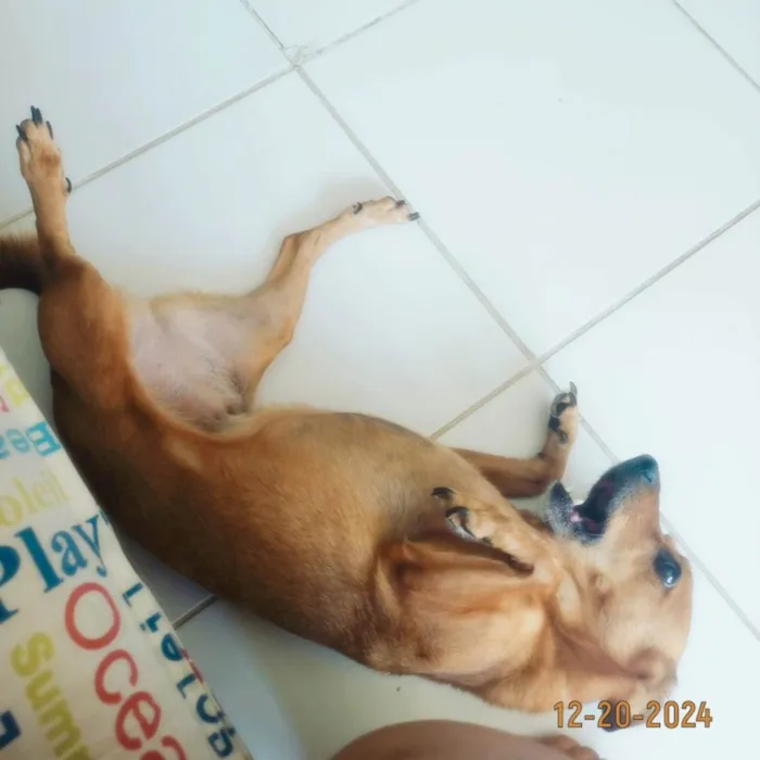 Cachorro ra a SRD-ViraLata idade 7 a 11 meses nome Brunna Corrêa Reis