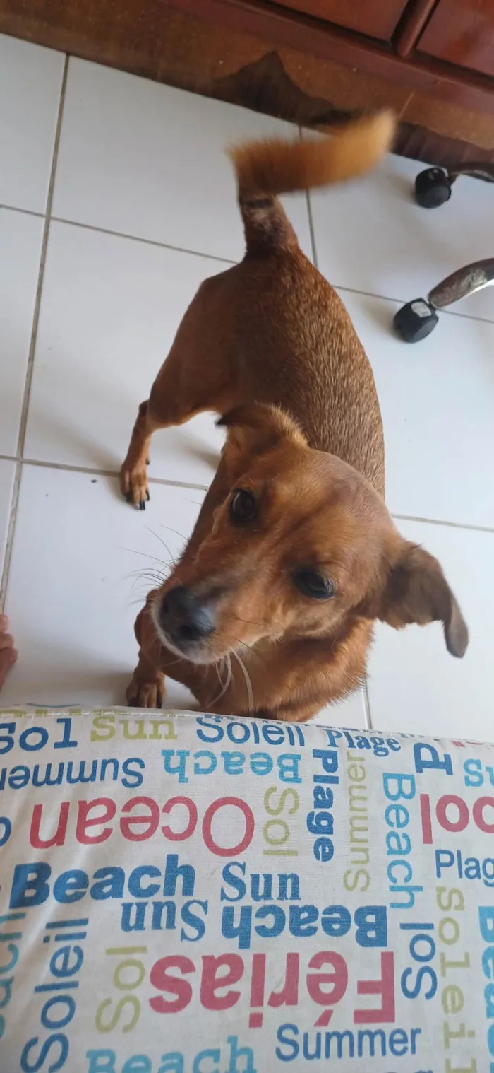 Cachorro ra a SRD-ViraLata idade 7 a 11 meses nome Brunna Corrêa Reis