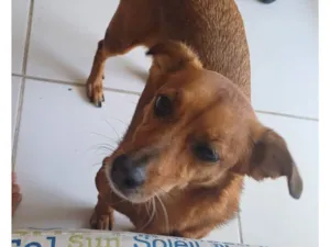 Cachorro raça SRD-ViraLata idade 7 a 11 meses nome Brunna Corrêa Reis