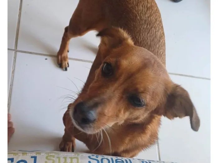 Cachorro ra a SRD-ViraLata idade 7 a 11 meses nome Brunna Corrêa Reis