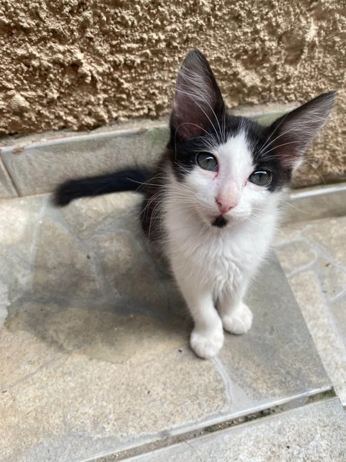 Gato ra a SRD-ViraLata idade 2 a 6 meses nome Celina