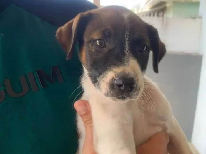 Cachorro ra a SRD-ViraLata idade 2 a 6 meses nome Gigi