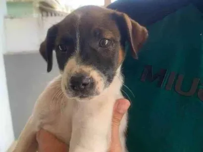 Cachorro raça SRD-ViraLata idade 2 a 6 meses nome Gigi