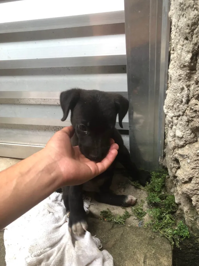 Cachorro ra a SRD-ViraLata idade 2 a 6 meses nome Bob