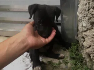 Cachorro raça SRD-ViraLata idade 2 a 6 meses nome Bob