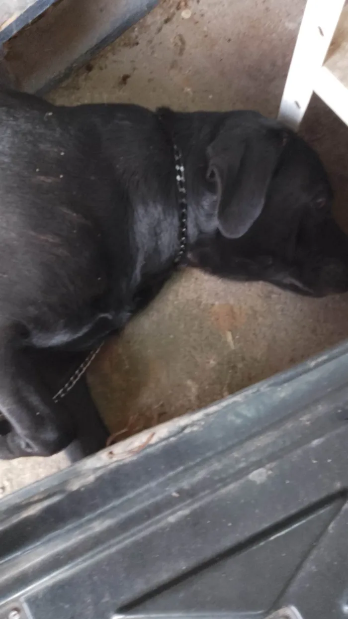 Cachorro ra a Labrador idade 7 a 11 meses nome Negão 