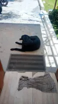 Negão