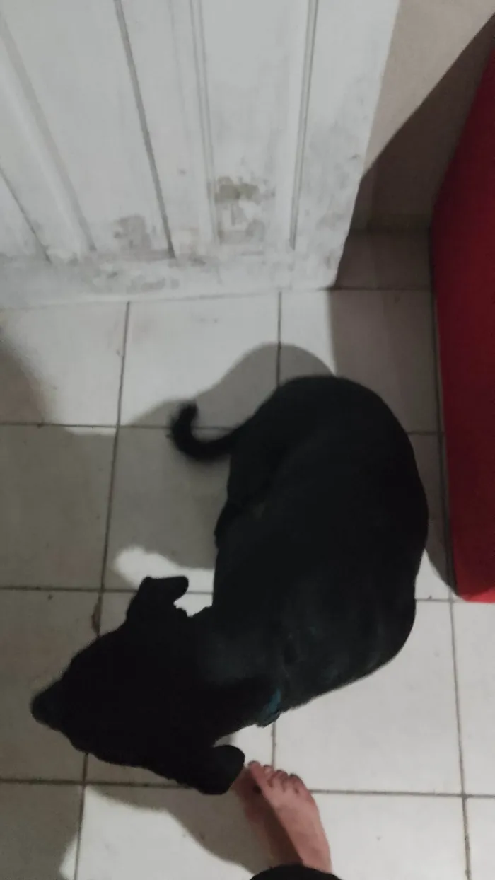 Cachorro ra a Labrador idade 7 a 11 meses nome Negão 