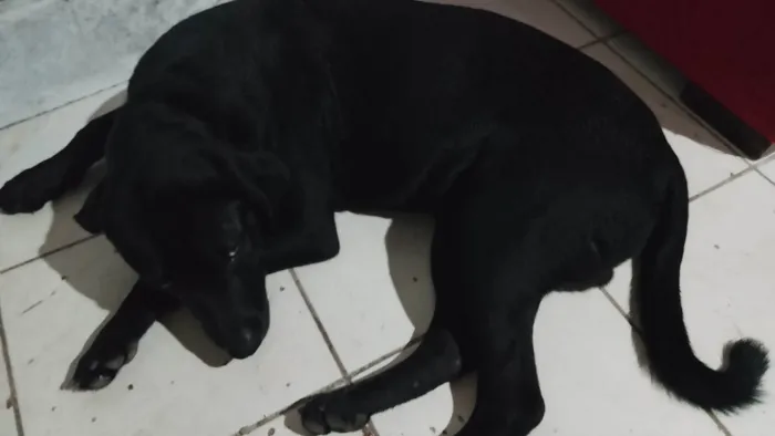 Cachorro ra a Labrador idade 7 a 11 meses nome Negão 