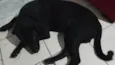 Negão