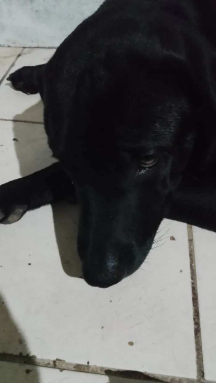 Cachorro ra a Labrador idade 7 a 11 meses nome Negão 