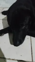 Negão